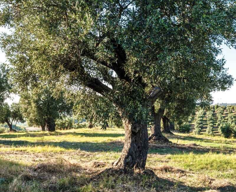 azienda agricola morelli